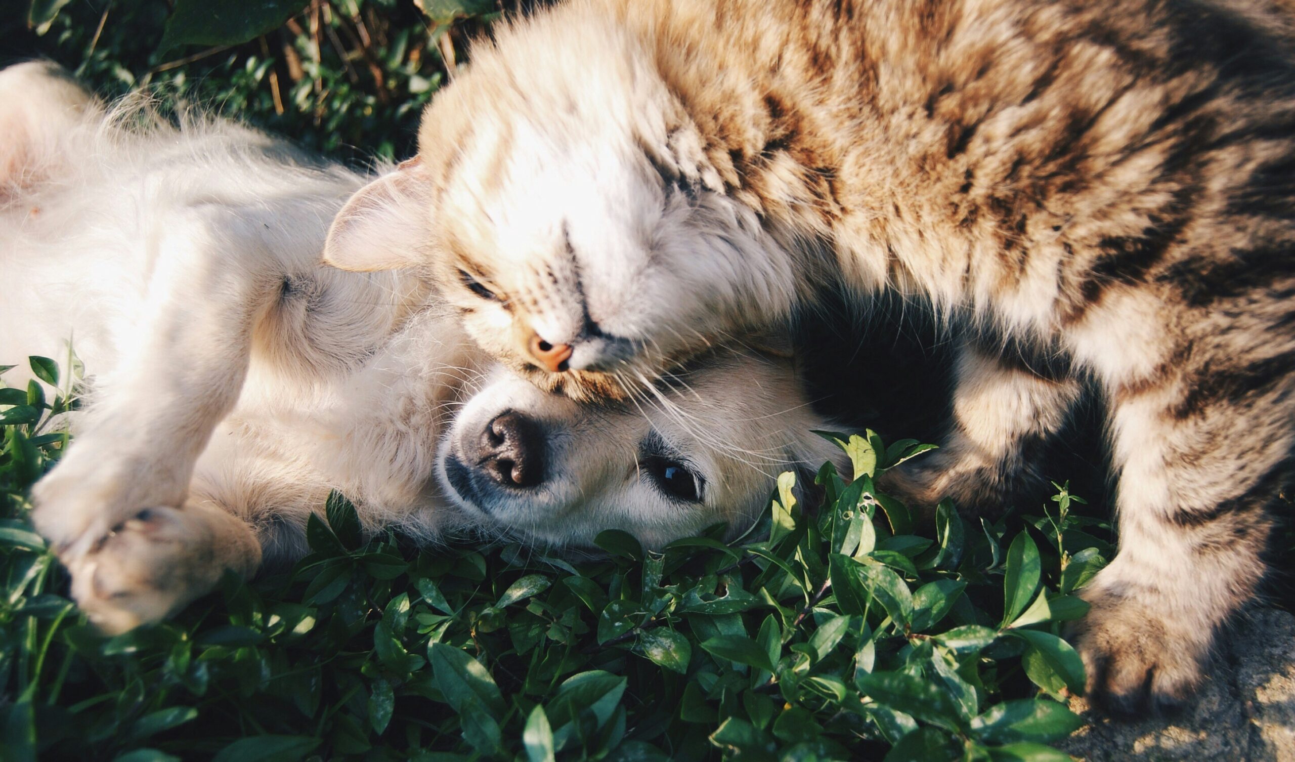 Cat and dog nuzzle each other on grass